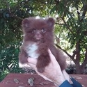 Pomeranian for sale