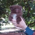 Chocolate Pomeranian Baby - a Pomeranian puppy