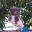 Chocolate Pomeranian Baby - a Pomeranian puppy