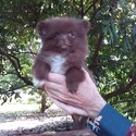 Chocolate Pomeranian Baby - a Pomeranian puppy